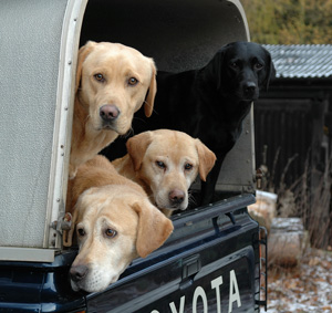 Dogs in Van